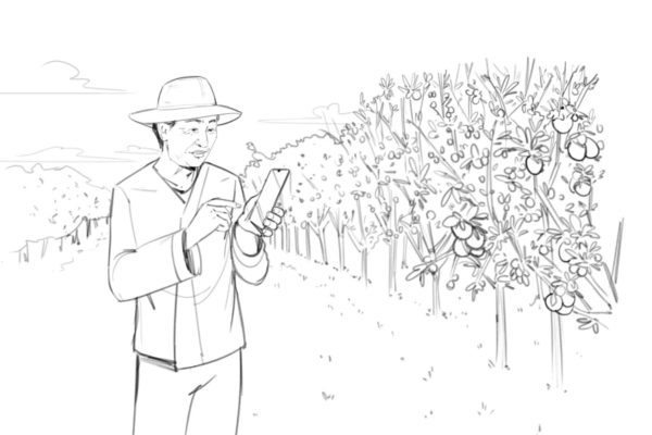 Un fermier asiatique vérifie son téléphone dans son orangeraie, illustré par l'artiste du storyboard ASB, Alex H., Style : cadre de storyboard en noir et blanc, Art 2D pour les cadres d'animation ou de storyboard
