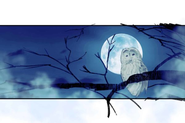 Un hibou assis sur une branche la nuit. Illustré par Alex H., Storyboard Artist de l'ASB, Style : color frame, 2D Art for Animatic or Storyboard frames.